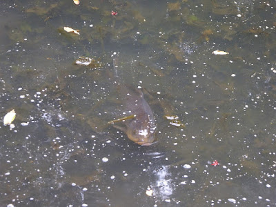 山田池公園 ガマの池　鯉