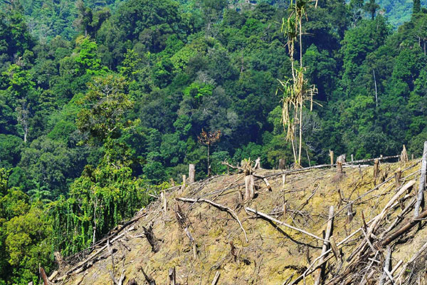 Penanggulangan dan Pemulihan Lahan Kritis