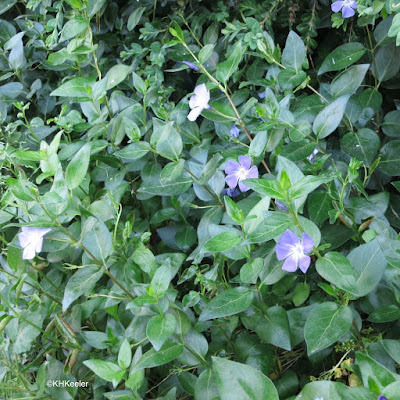 periwinkles, genus Vinca