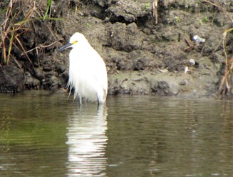 Snowy-Egret