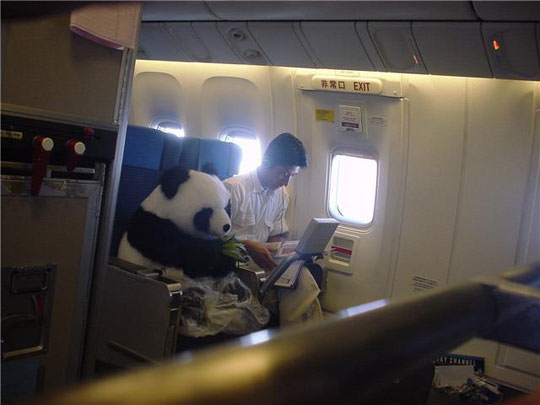 just traveling with my panda