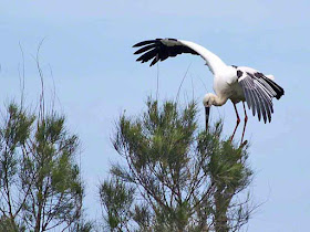 bird, stork, Kourijima, Okinawa