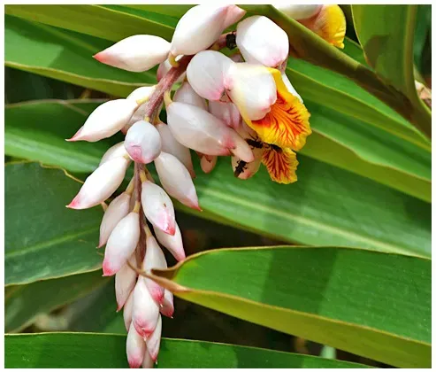 Gengibre-concha ou Alpinia zerumbet Alpínia, Louro-de-baiano