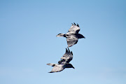 The last installment from my trip to the Mendocino Coast on Tuesday. (mg ravenweb)