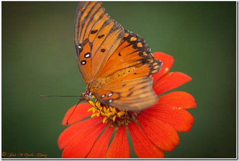 insectos8
