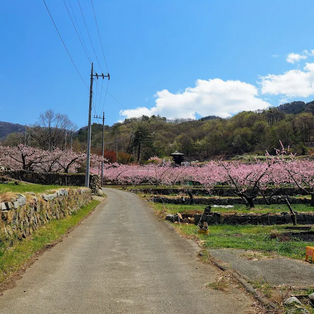 一宮　花見台