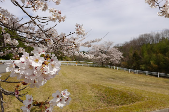 鳥取県西伯郡南部町鶴田 とっとり花回廊 外駐車場 ソメイヨシノ（染井吉野）