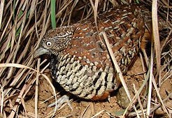  Sarang Burung Puyuh  Di Alam Bebas