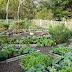 Vegetable Garden Design Examples