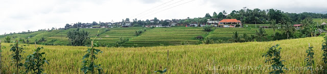 Jatiluwih rice terrace, bali, 峇里