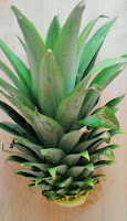 penacho-ananas-sin-pulpa