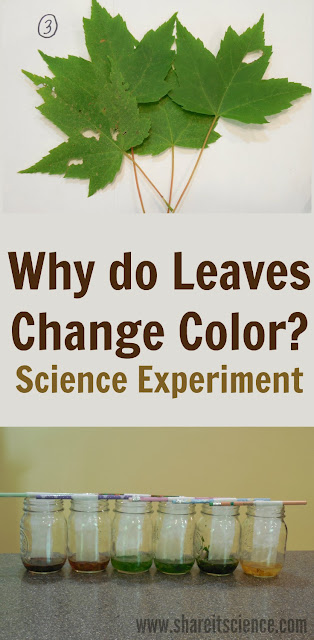 Hidden Colors in a Leaf Pigment Science Experiment