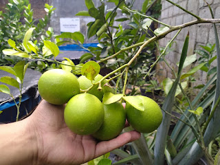 menikmati segarnya pagi di Kebun berkah.