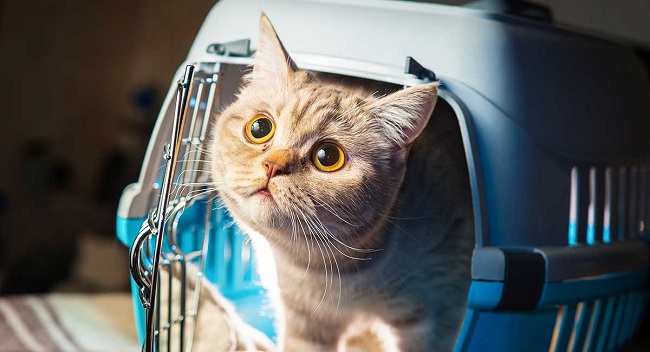 Cat in Carrier