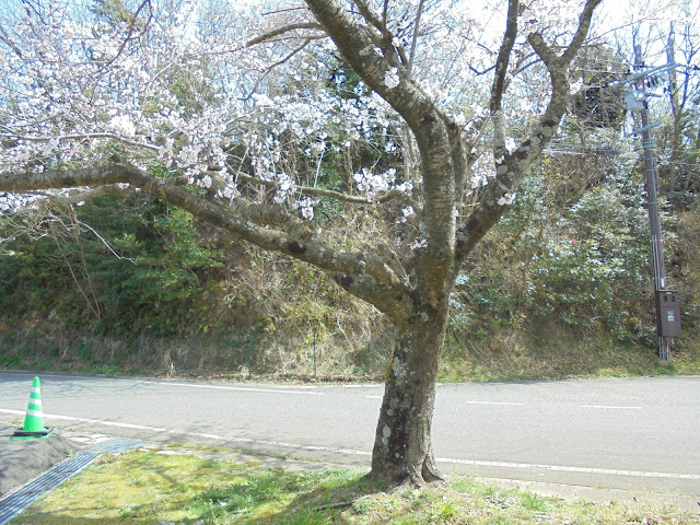 今日は美しい桜の開花をありがとう