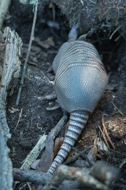 Baby Armadillo, Smith Oaks Sanctuary