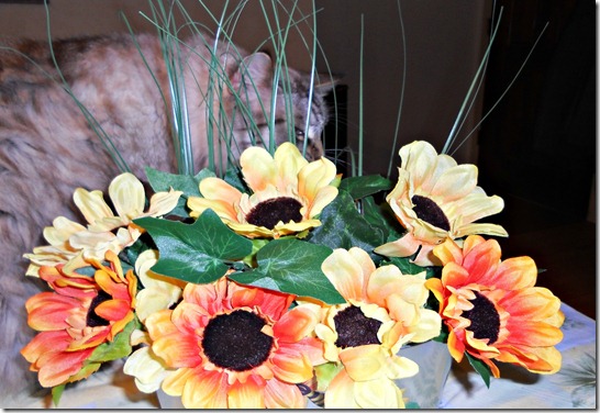 Sunflower3