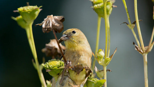 Male American Goldfinch (non-breeding plumage) seen in High Park, Toronto, Ontario