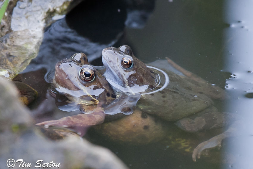 Pictures Of Frogs To Colour. What colour is your frog?