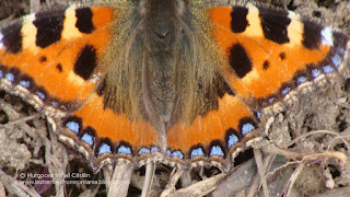 Aglais urticae DSC131441