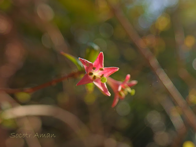 Lonicera gracilipes