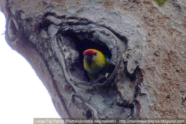 Large Fig Parrot (Psittaculirostris desmarestii) in the jungle of Klasow valley of West Papua