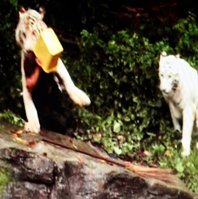 Tiger Attack Singapore Picture on Living The Actual Moment     Bravado