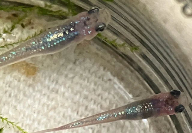 ラズリーメダカ 稚魚 ２４６日目