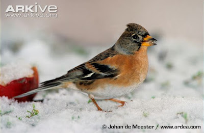 Brambling