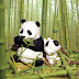 Funny Cute Cartoon Panda picture wallpaper (1024 x 768 )