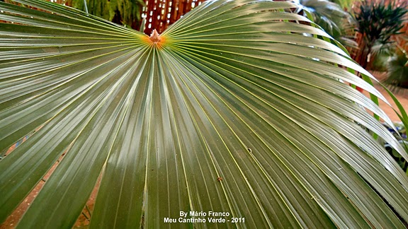 Coccothrinax argentata, Thrinax barbadensis.