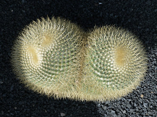 Jardín de Cactus V