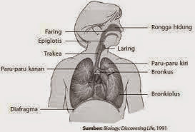 Kumpulan Organ Organ Pernapasan atau Respirasi Pada 