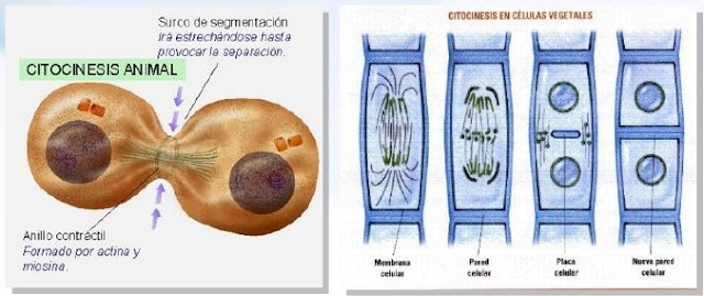 Resultado de imagen de divisiÃ³n celular vegetales