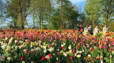 kebun Tulip akan dihadirkan di film negeri Van Orange. Foto: Falcon Pictures