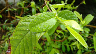 Guava leaf