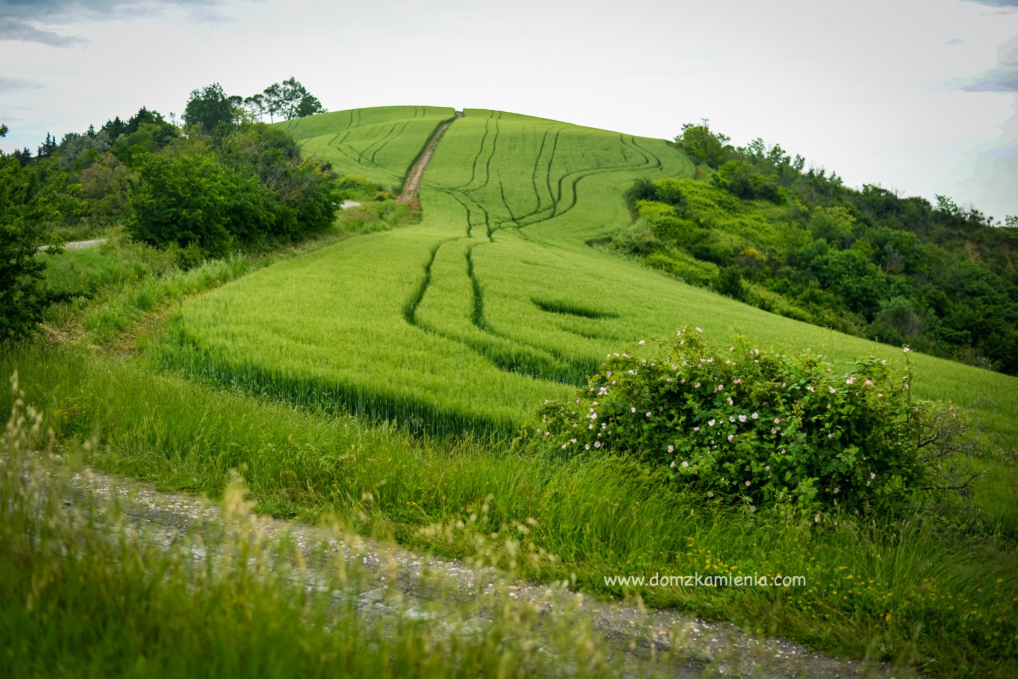 Karczoch Moretto, Brisighella Dom z Kamienia blog Katarzyny Nowackiej