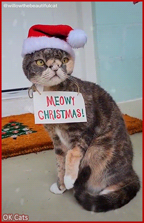 Christmas Cat GIF • 'MEOWY CHRISTMAS!' to all kitties and cat lovers all around the World! [ok-cats.com]