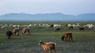 Mongolia: 6 million livestock died