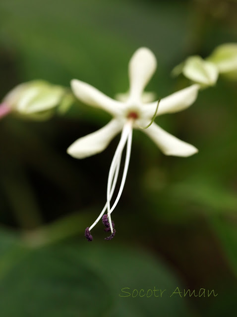 Clerodendrum trichotomum