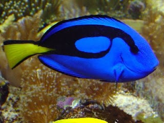 Regal Tang