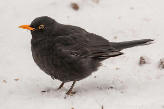 DFBridgeman Blackbird