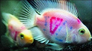 Fish with tattoo style