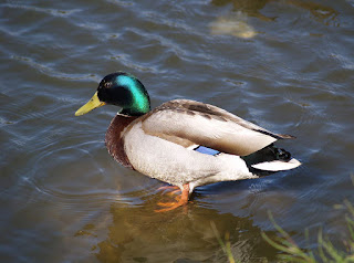 Bebek Lengkap