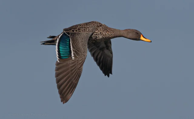 Yellow-Billed Duck Woodbridge Island Copyright Vernon Chalmers