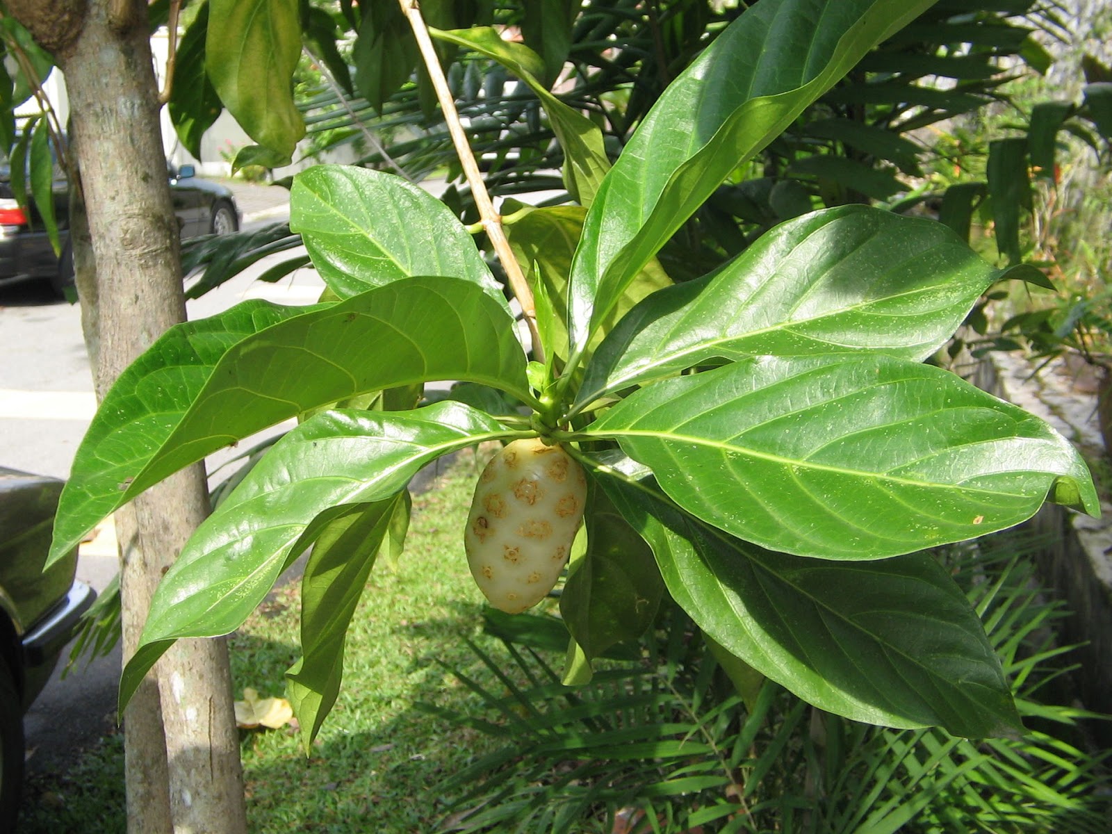 Variety of Plants.: Ketahui Khasiat Mengkudu & Belajar 