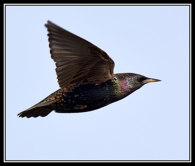 Starling in flight