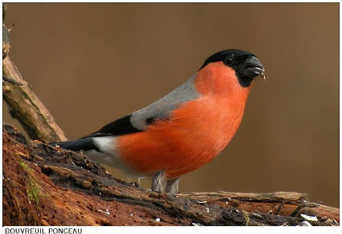 FLUBYE: Traitement d'immunité chez les oiseaux