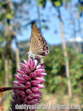 The Peablue, Pea Blue, or Long-tailed Blue (Lampides boeticus) 2