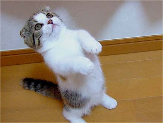 Funny Scottish Fold Cat